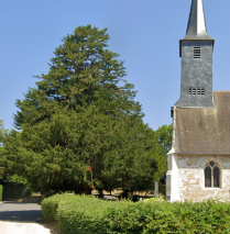 Village de Surville - Normandie : L'If, arbre remarquable